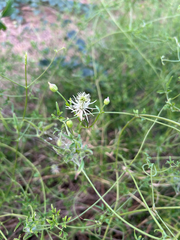Clematis drummondii