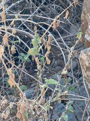 Stachys albens