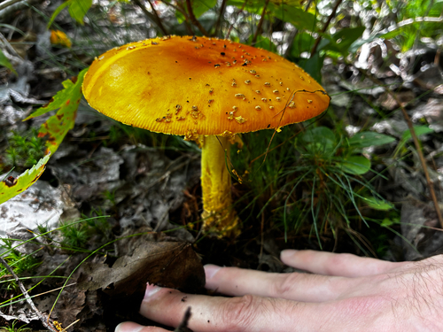 American Yellow Fly Agaric