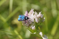 Zygaena lavandulae