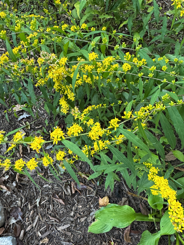 bluestem goldenrod