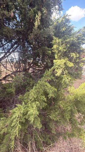 Ashe juniper