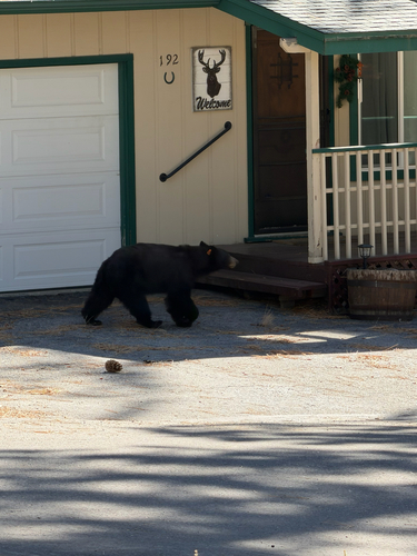 American Black Bear