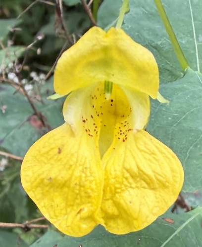 pale jewelweed