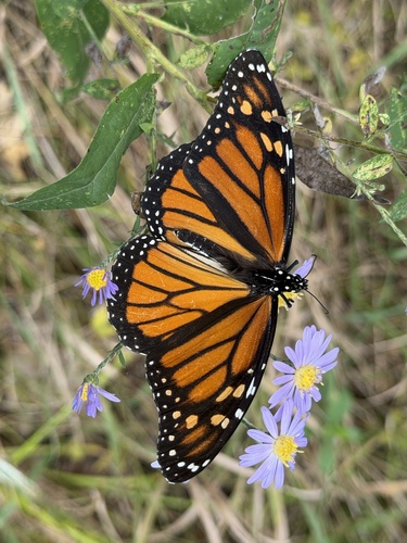 Monarch