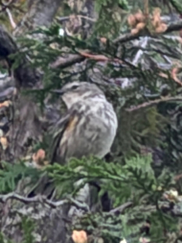 Yellow-rumped Warbler