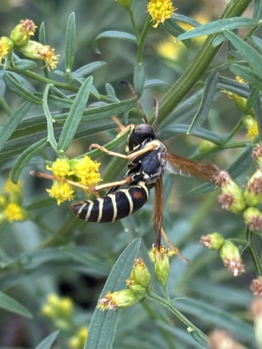 Northern Paper Wasp