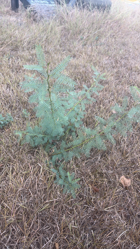 honey mesquite