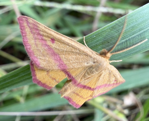 Chickweed Geometer Moth