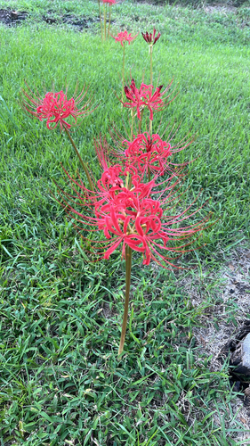 red spider lily