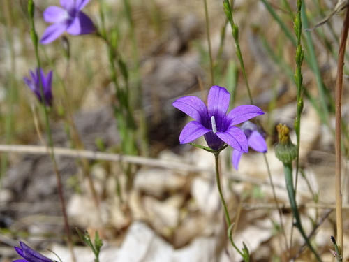 Representative image of Campanula matritensis