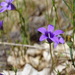 Campanula matritensis - Photo (c) jaimebraschi, μερικά δικαιώματα διατηρούνται (CC BY-NC), uploaded by jaimebraschi