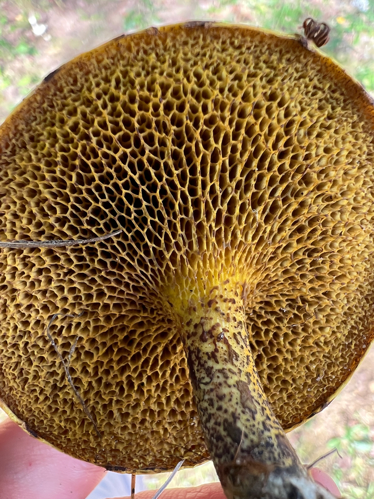 Chicken Fat Mushroom · September 2026 · photo: Photo: (c) Deana Tempest Thomas, some rights reserved (CC BY) · iNaturalist
