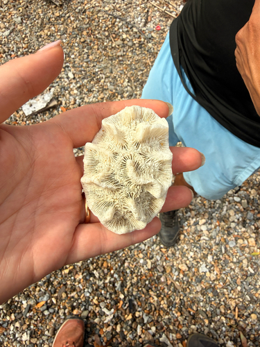 Manicina areolata observed 2026-09-15