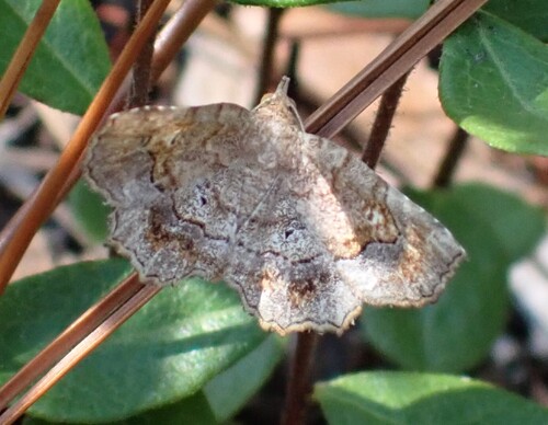 Decorated Owlet