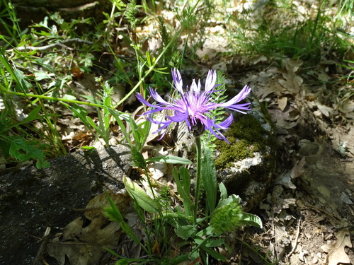 Centaurea montana L.
