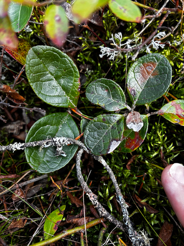Eastern Teaberry