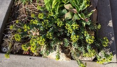 Euphorbia myrsinites