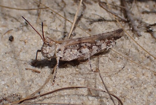 Longhorn Band-wing Grasshopper