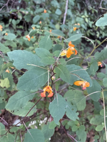 common jewelweed