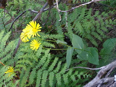 Doronicum pardalianches