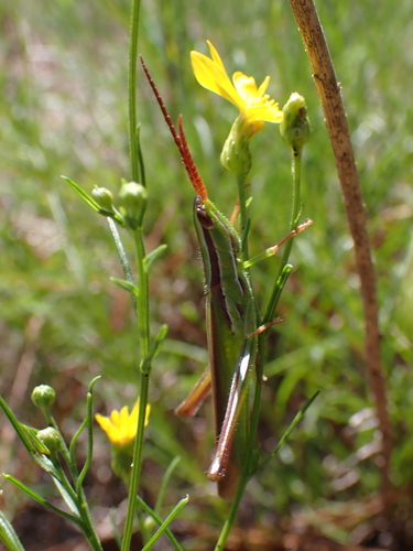 Lively Mermiria