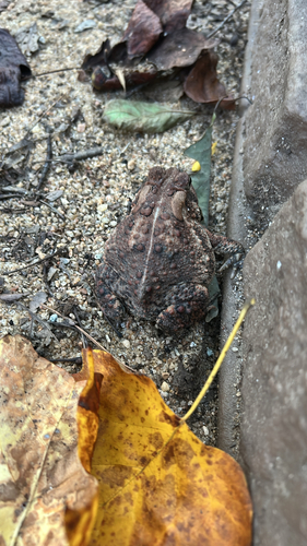 American Toad