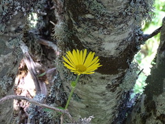 Doronicum pardalianches
