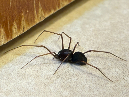 Brown Spitting Spider