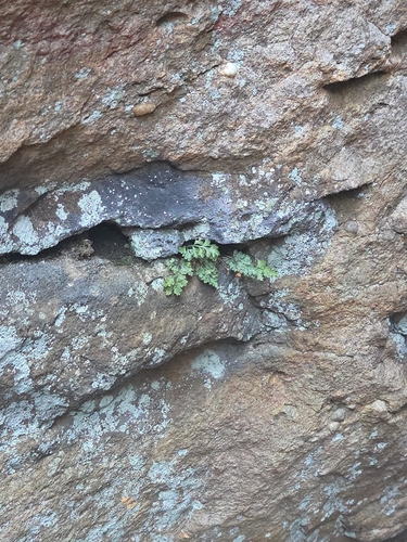 mountain spleenwort
