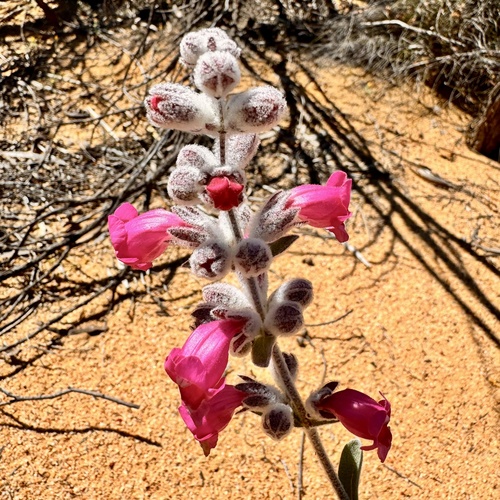 Dasymalla terminalis