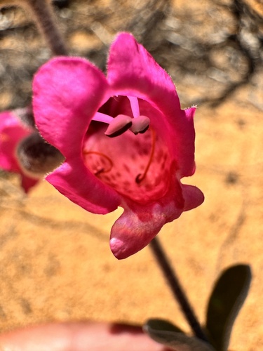Dasymalla terminalis, photograph 1