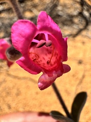 Dasymalla terminalis, photograph (c) pimelea, some rights reserved (CC BY)