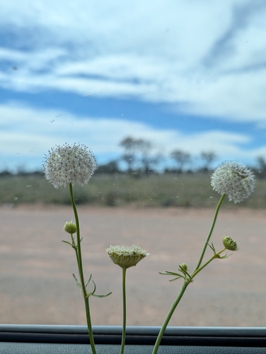 Trachymene glaucifolia, 2026-09-16