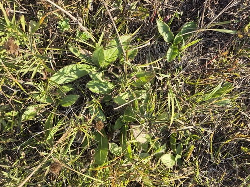 Cirsium pannonicum