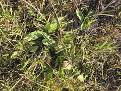 Cirsium pannonicum