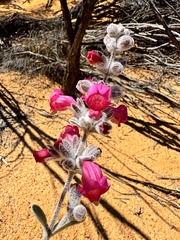 Dasymalla terminalis, photograph (c) pimelea, some rights reserved (CC BY)