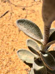 Dasymalla terminalis, photograph (c) pimelea, some rights reserved (CC BY)
