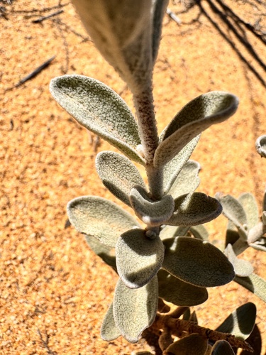 Dasymalla terminalis, photograph 5