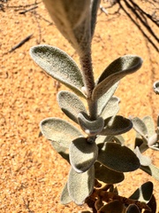Dasymalla terminalis, photograph (c) pimelea, some rights reserved (CC BY)