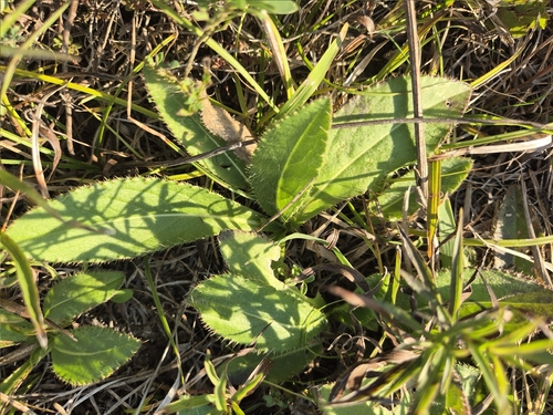 Cirsium pannonicum, photograph 1