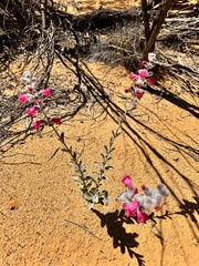 Dasymalla terminalis, photograph (c) pimelea, some rights reserved (CC BY)