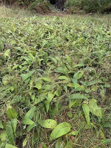 Cirsium heterophyllum, photograph 3