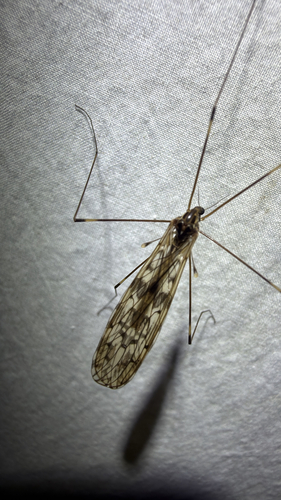 Limonia parietina