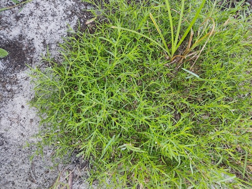 Rust Weed