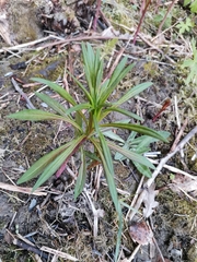 Chamaenerion angustifolium