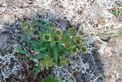 Bupleurum triradiatum