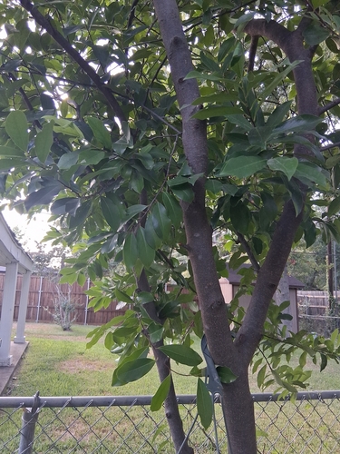 Carolina laurelcherry