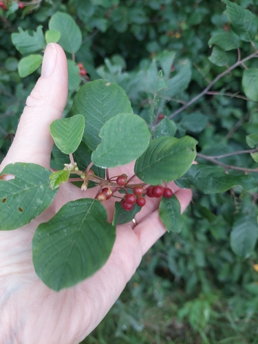 alder buckthorn