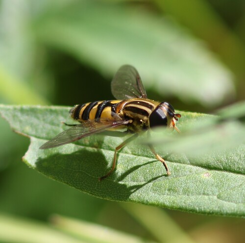 Narrow-headed Marsh Fly